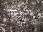 shell deposit sampled to study climate change