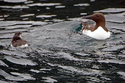 Guillemot and Chick by Henry Reitzug