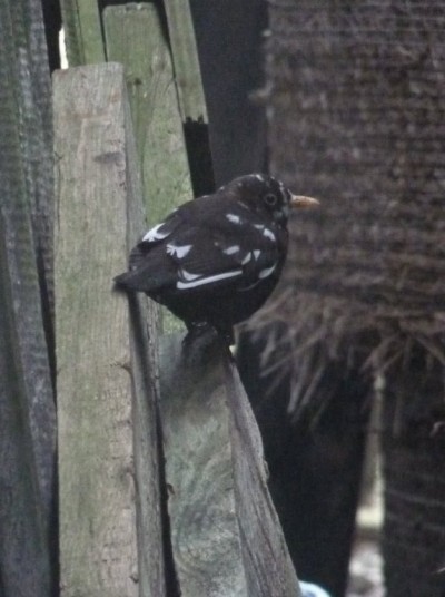 Photo of Blackbird by Pauline Wilson