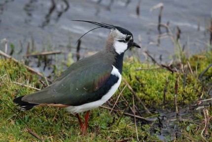 Lapwing Loons