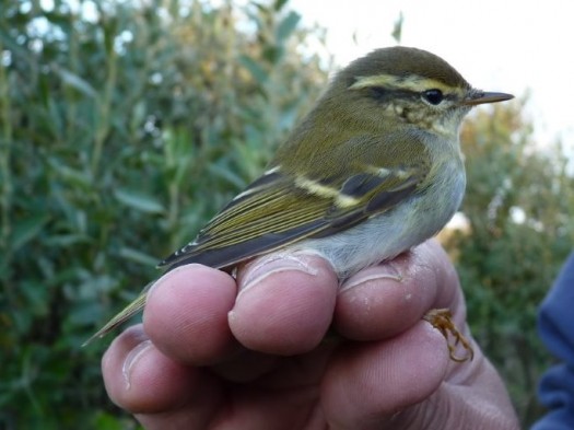 yellow browed warbler